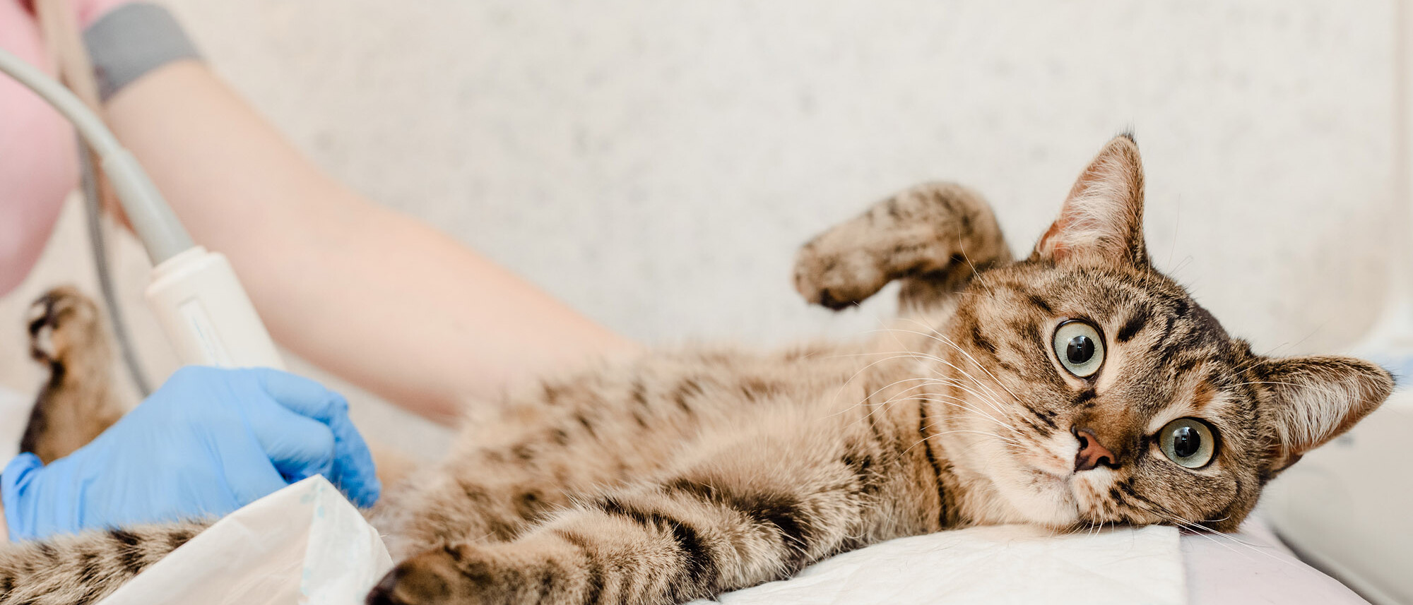 TVD-Partner-fuer-Tieraerzte-3