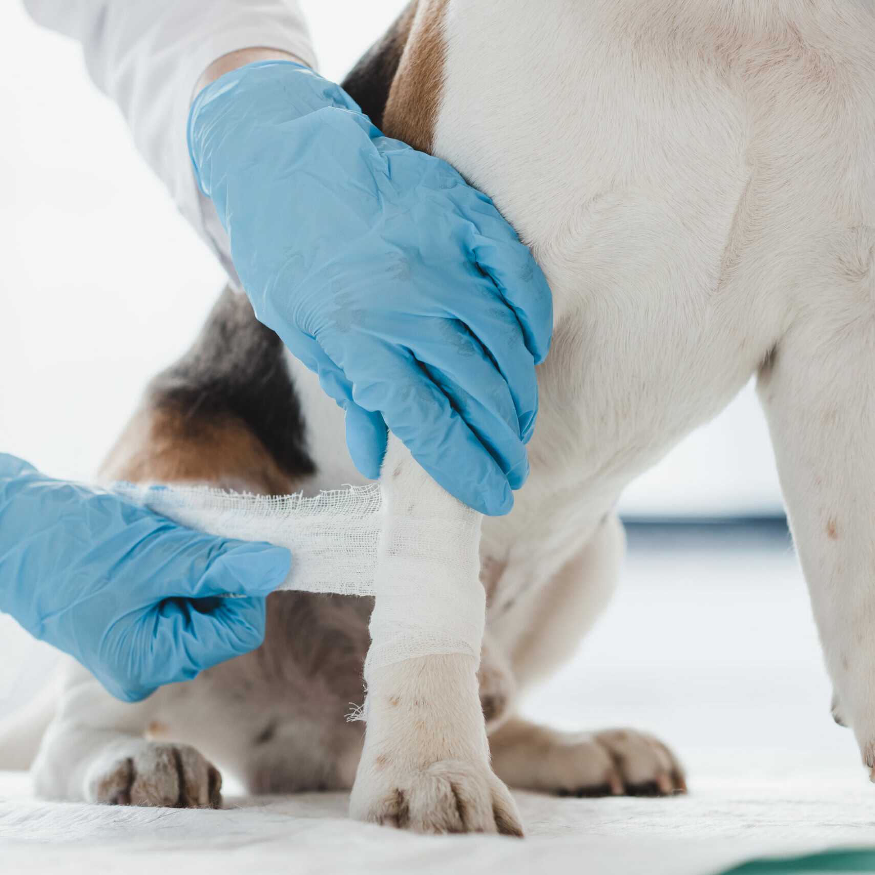 Hund bekommt einen Verband