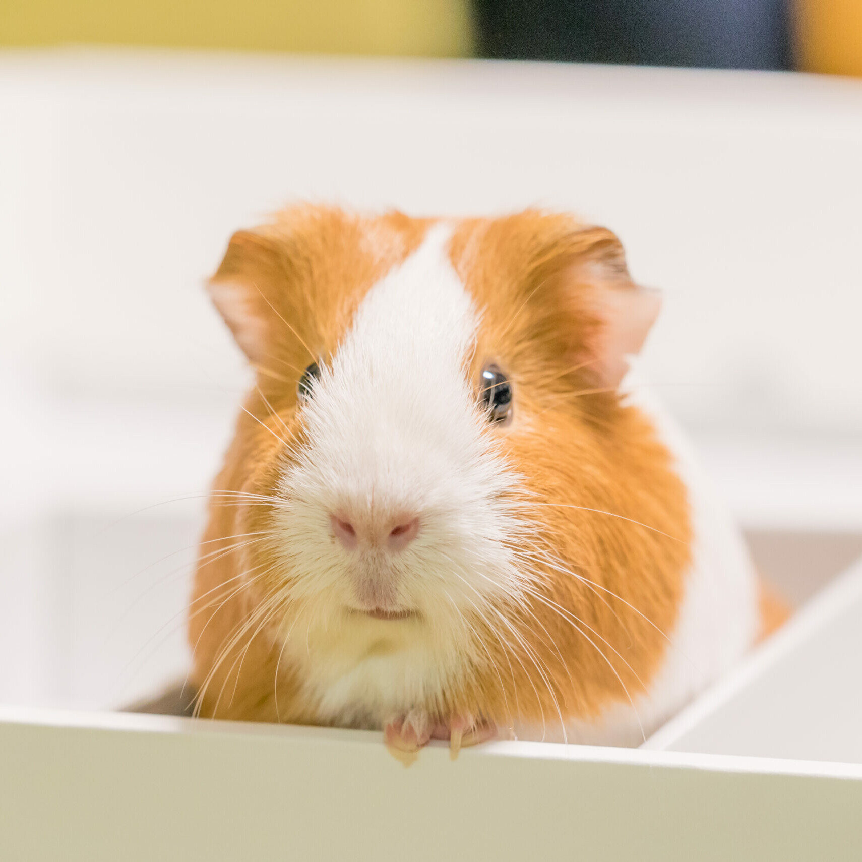 Meerschweinchen sitzt in einer Box