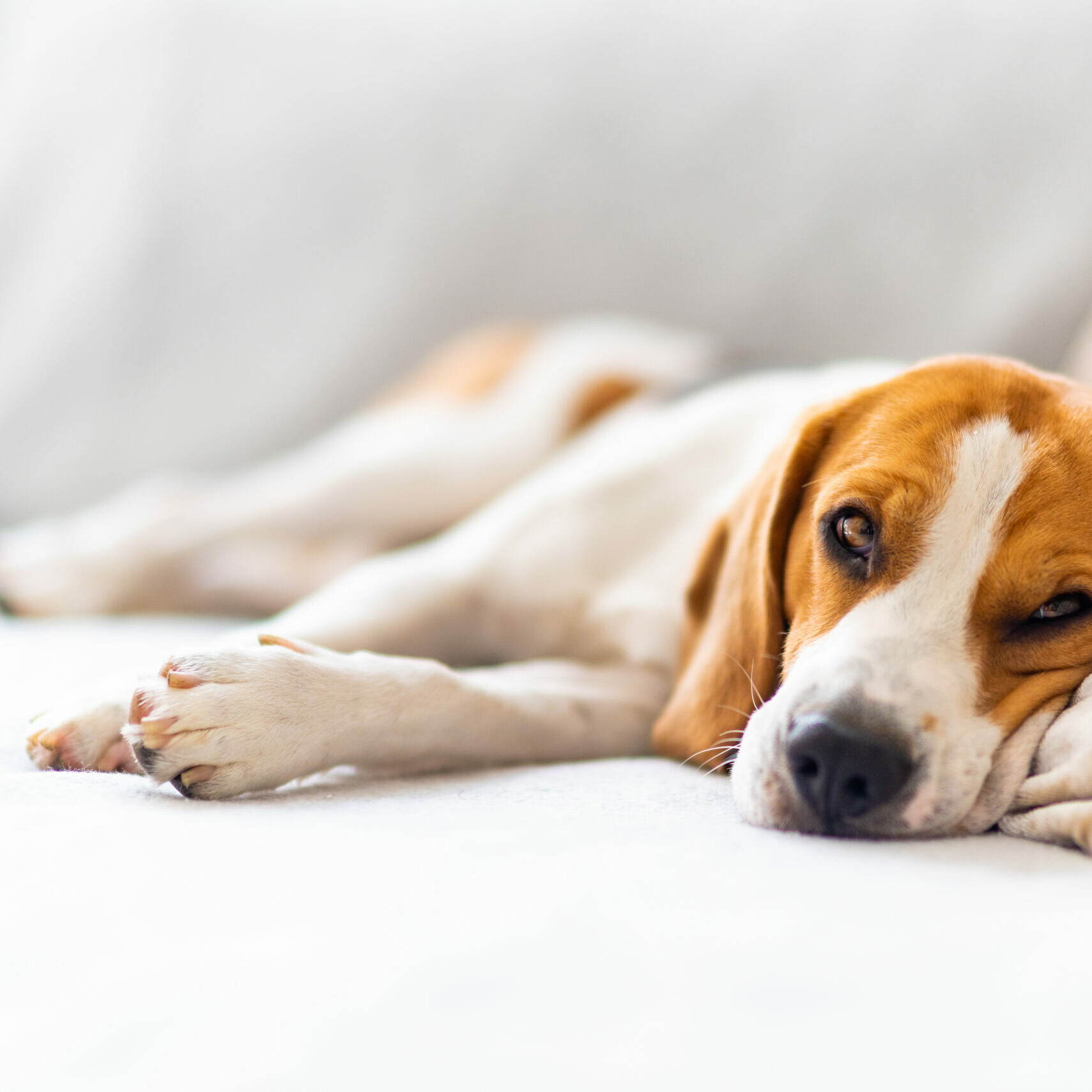 Beagle liegt auf einem Sofa