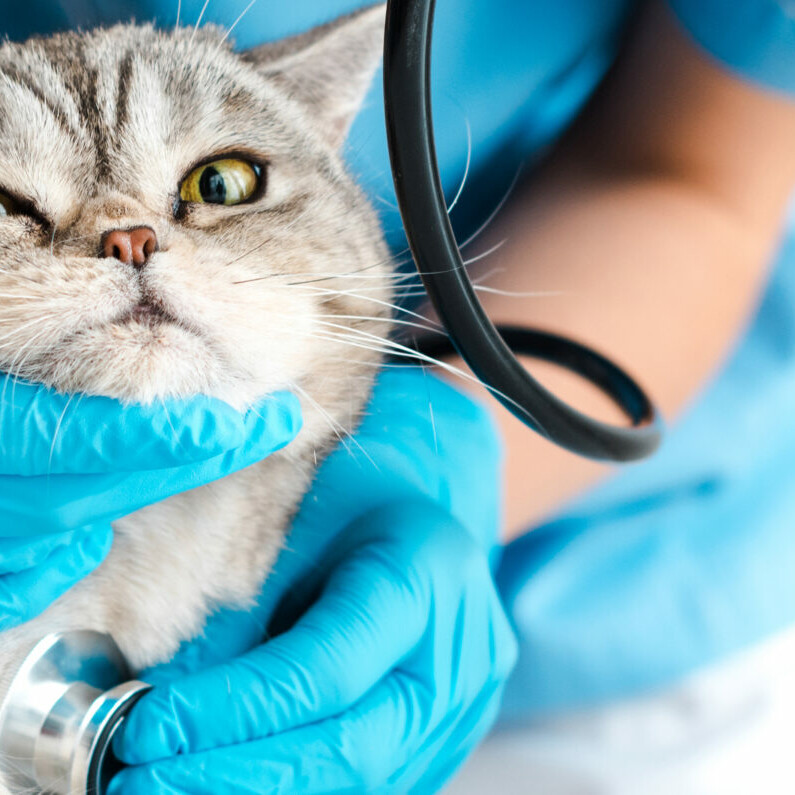 Katze wird mit einem Stethoskop abgehört