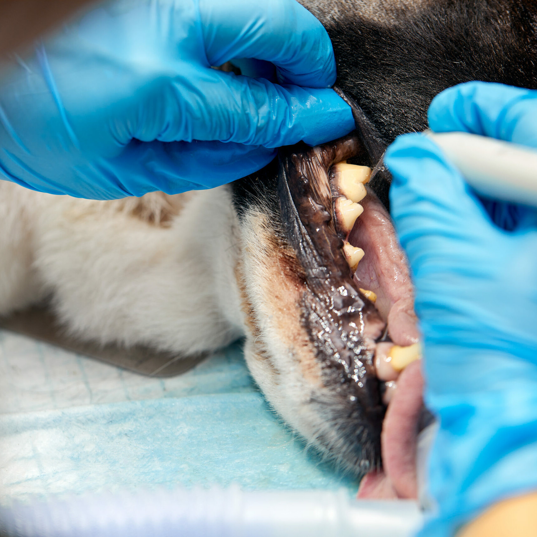Hund bei der Zahnsanierung
