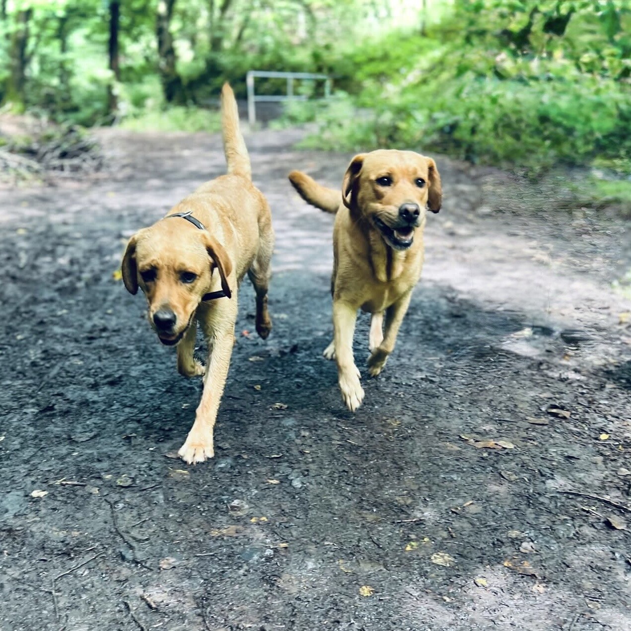 Zwei Labradore im Wald