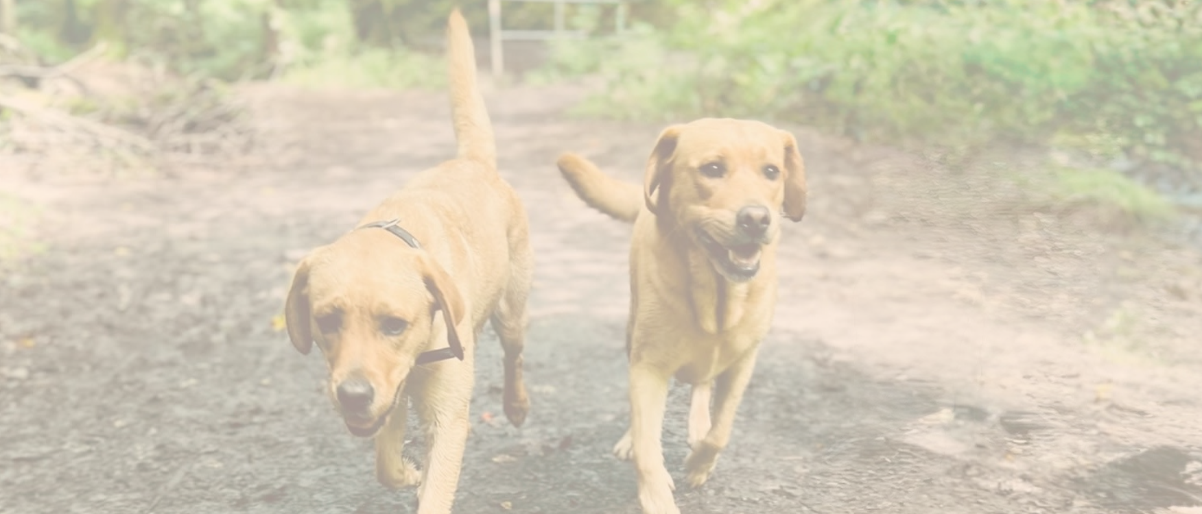 Zwei Labradore im Wald