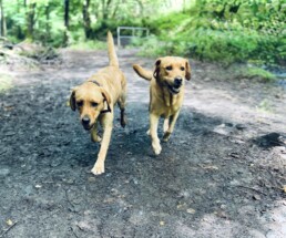 Zwei Labradorhündinnen im Wald