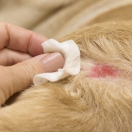 TVD-Partner-fuer-Tieraerzte-18