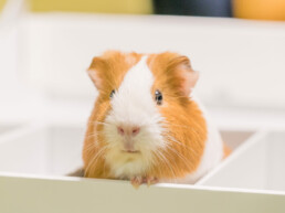 Meerschweinchen sitzt in einer Box