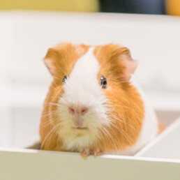 Meerschweinchen sitzt in einer Box