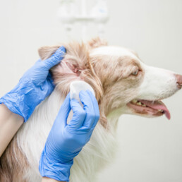 Hund bei der Ohruntersuchung