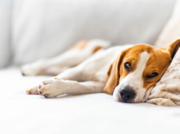 Beagle liegt auf einem Sofa