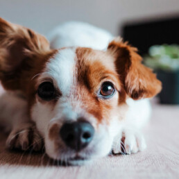 Terrier liegt auf einem Tisch