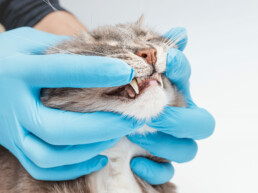 Katze bekommt die Zähne untersucht