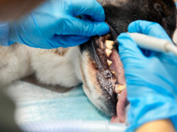 Hund bei der Zahnsanierung