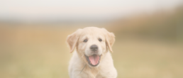 Rennender Golden Retriever Welpe