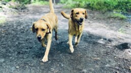 Zwei Labradorhündinnen im Wald