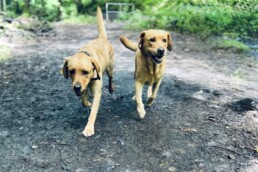 Zwei Labradorhündinnen im Wald