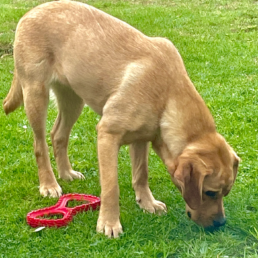 Labradorhündin Miss Parker